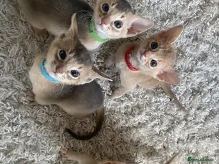 Abyssinian cats Abyssinian Kittens 🐾 - Advert 2