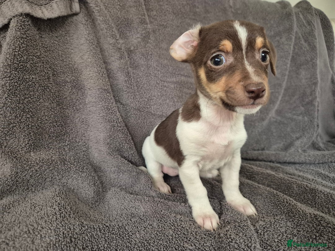 Jack Russell dogs for sale: Jack russel puppies - Image 2