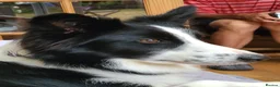 Border Collie dogs for sale: Beautiful 3 year old female border collie in Cambridge - Advert 1