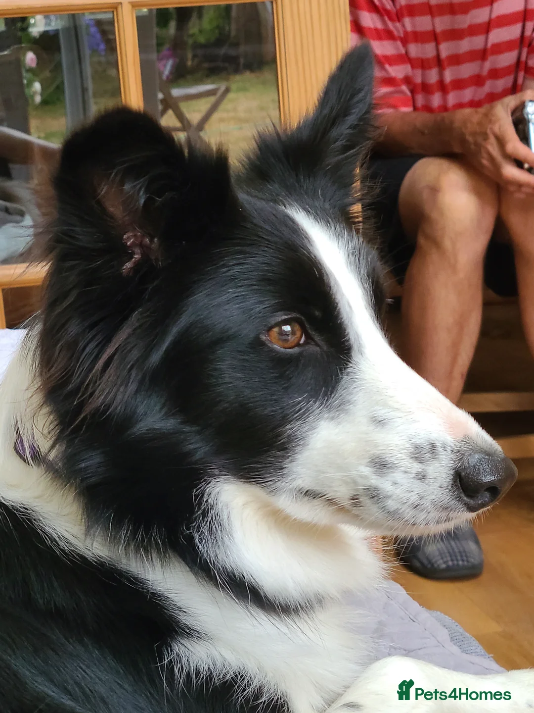 Border Collie dogs for sale: Beautiful 3 year old female border collie in Cambridge - Advert 1