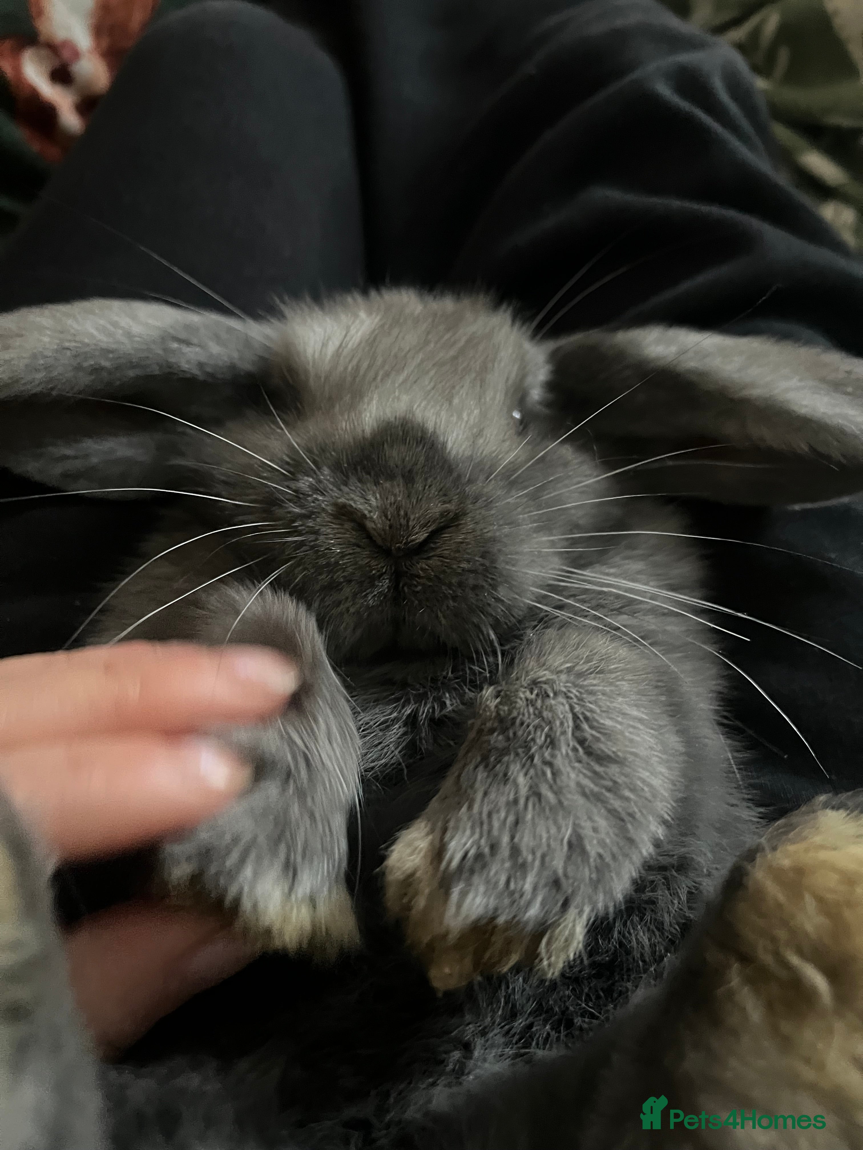 French Lop rabbits Little bunny’s  - Advert 2
