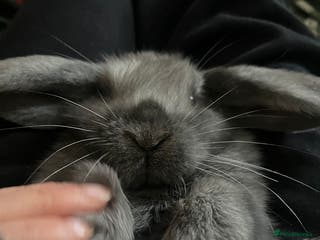 French Lop rabbits Little bunny’s - Advert 9