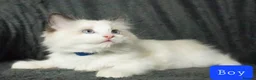 Ragdoll cats for sale: Ragdoll Boy Looking for Loving Home. - Advert 4