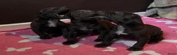German Shorthaired Pointer dogs for sale: GSP puppies available to reserve - Advert 6