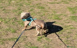 Miniature Dachshund dogs for sale: 1 year old male miniature daschund - Advert 1