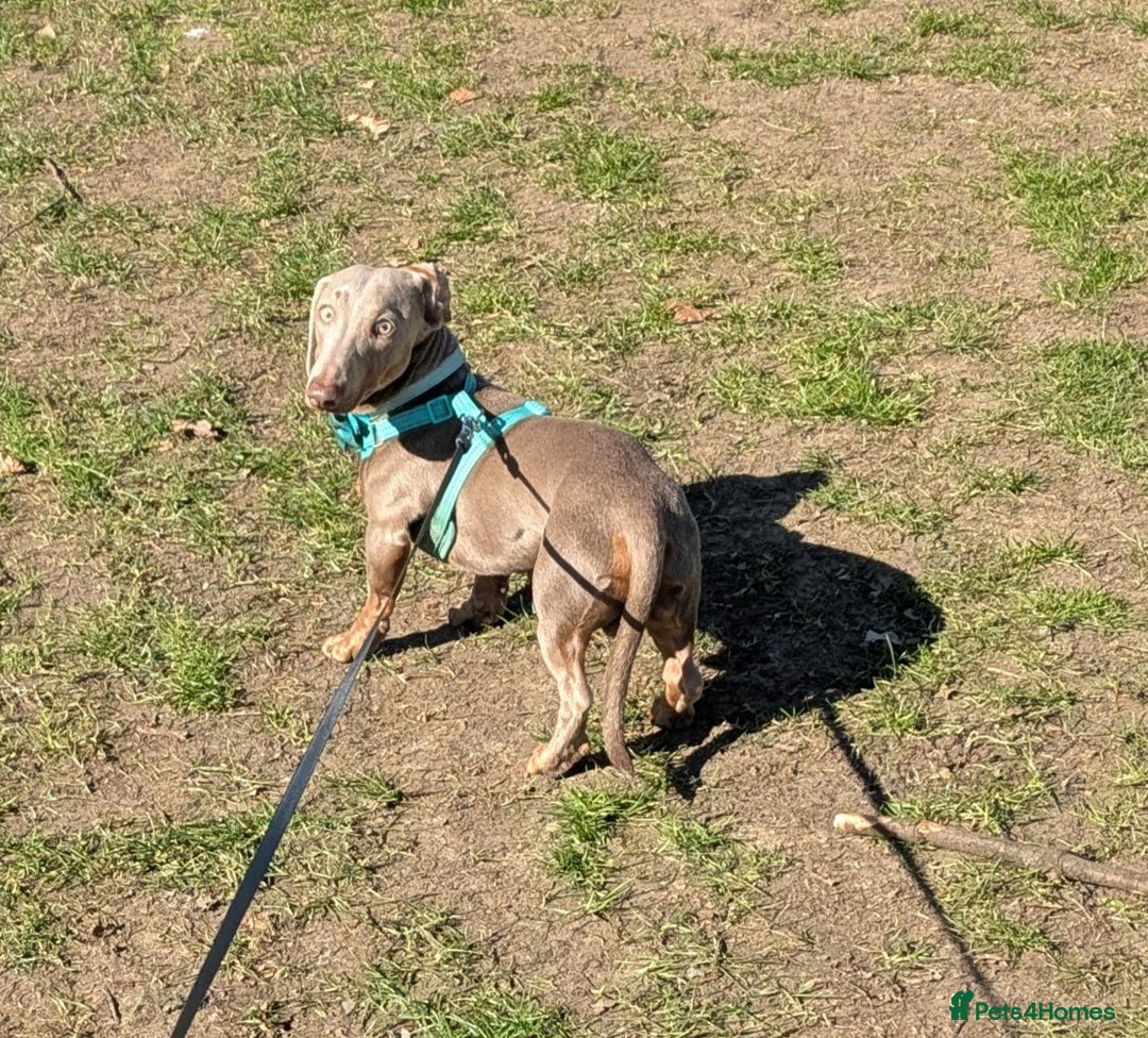 Miniature Dachshund dogs for sale: 1 year old male miniature daschund - Advert 1