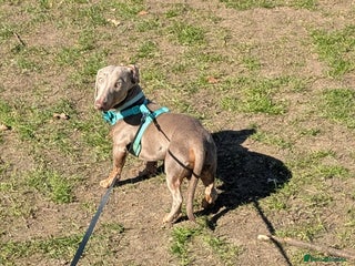 Miniature Dachshund dogs 1 year old male miniature daschund - Advert 1