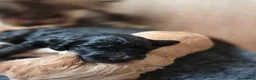 Cockapoo dogs for sale: Beautiful Betty has 5 gorgeous cockapoo puppies - Advert 13