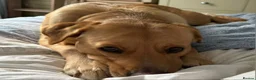 Labrador Retriever dogs for sale: Beautiful Fox Red & Black Labrador Puppies  - Advert 5