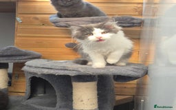 Maine Coon cats for sale: Adorable Maine Coon Kittens - Image 4