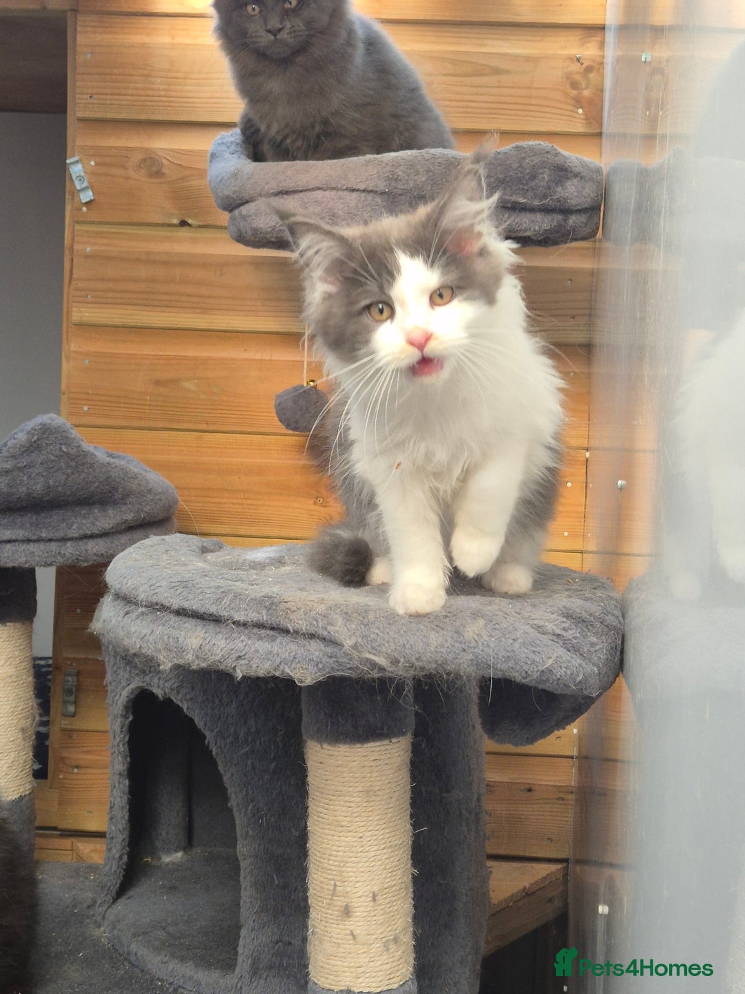 Maine Coon cats for sale: Adorable Maine Coon Kittens - Image 4