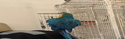 Macaws birds for sale: Blue and gold Macaw in London - Advert 7