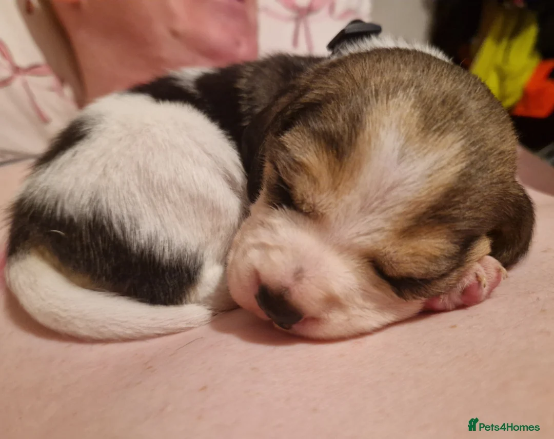 Beagle dogs for sale: Beagle Babies - Advert 6