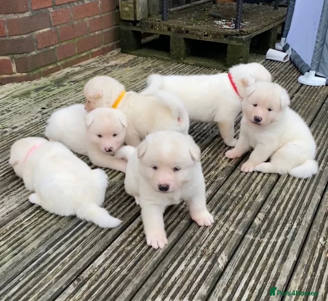 Akita dogs for sale: Beautiful Japanese Akita Puppies - Advert 1