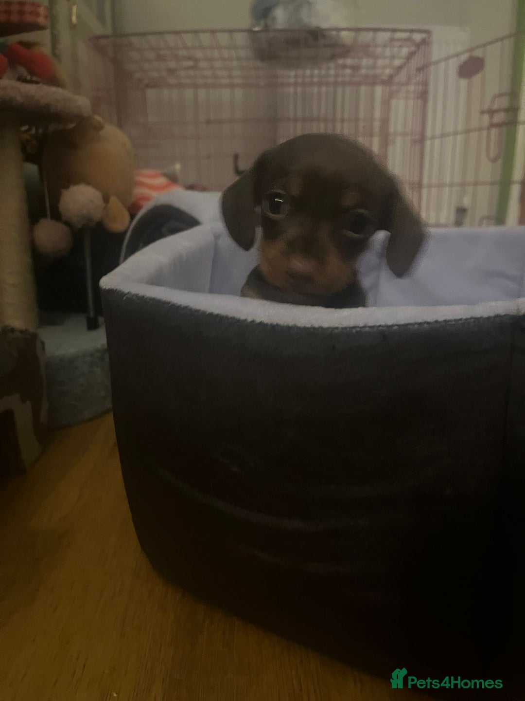 Miniature Dachshund dogs for sale: Miniature Dachshund Puppies - Image 10