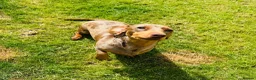 Miniature Dachshund dogs for sale: Beautiful Miniature Dachshund  in Penrith - Advert 7