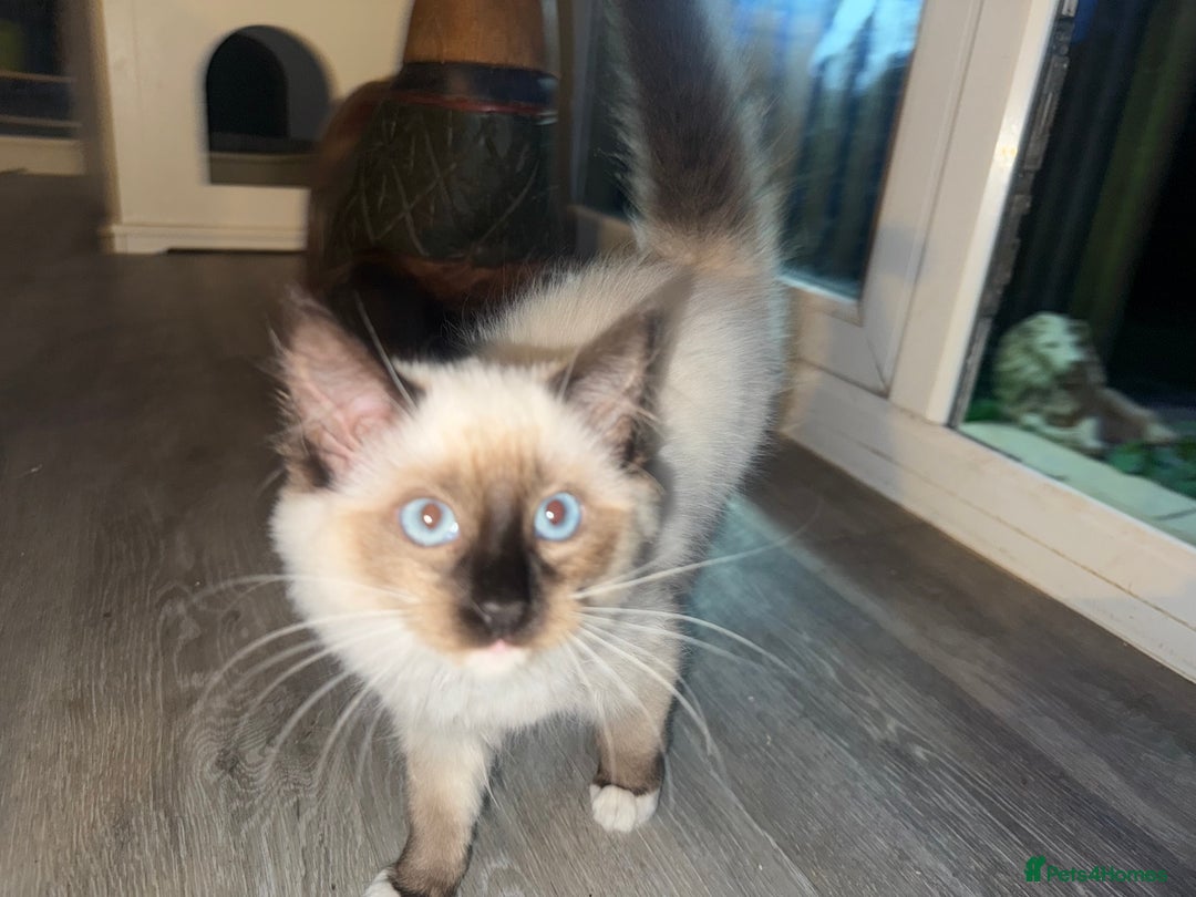 Ragdoll cats for sale: Female Ragdoll kitten - Image 3