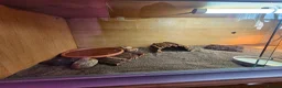 Tortoise reptiles for sale: Spur-thighted tortoise and full set up  - Advert 4