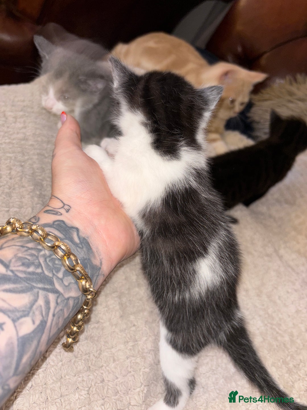Mixed Breed cats for sale: 2 beautiful kittens left  - Image 9