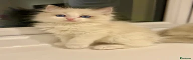 Ragdoll Kitten 5