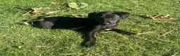 Borador dogs for sale: Beautiful Borodor’s  - Advert 7