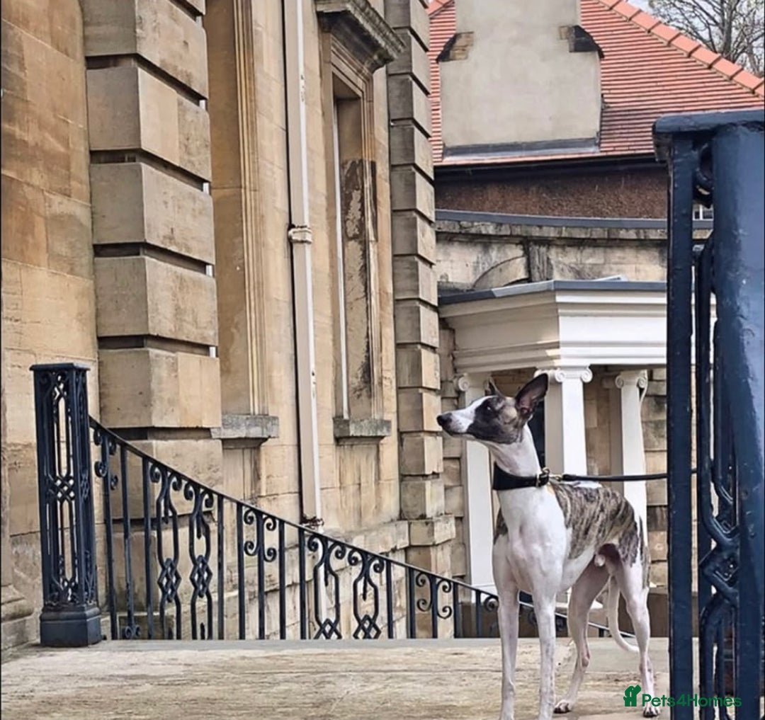 Whippet dogs for sale: Whippet  - Image 6