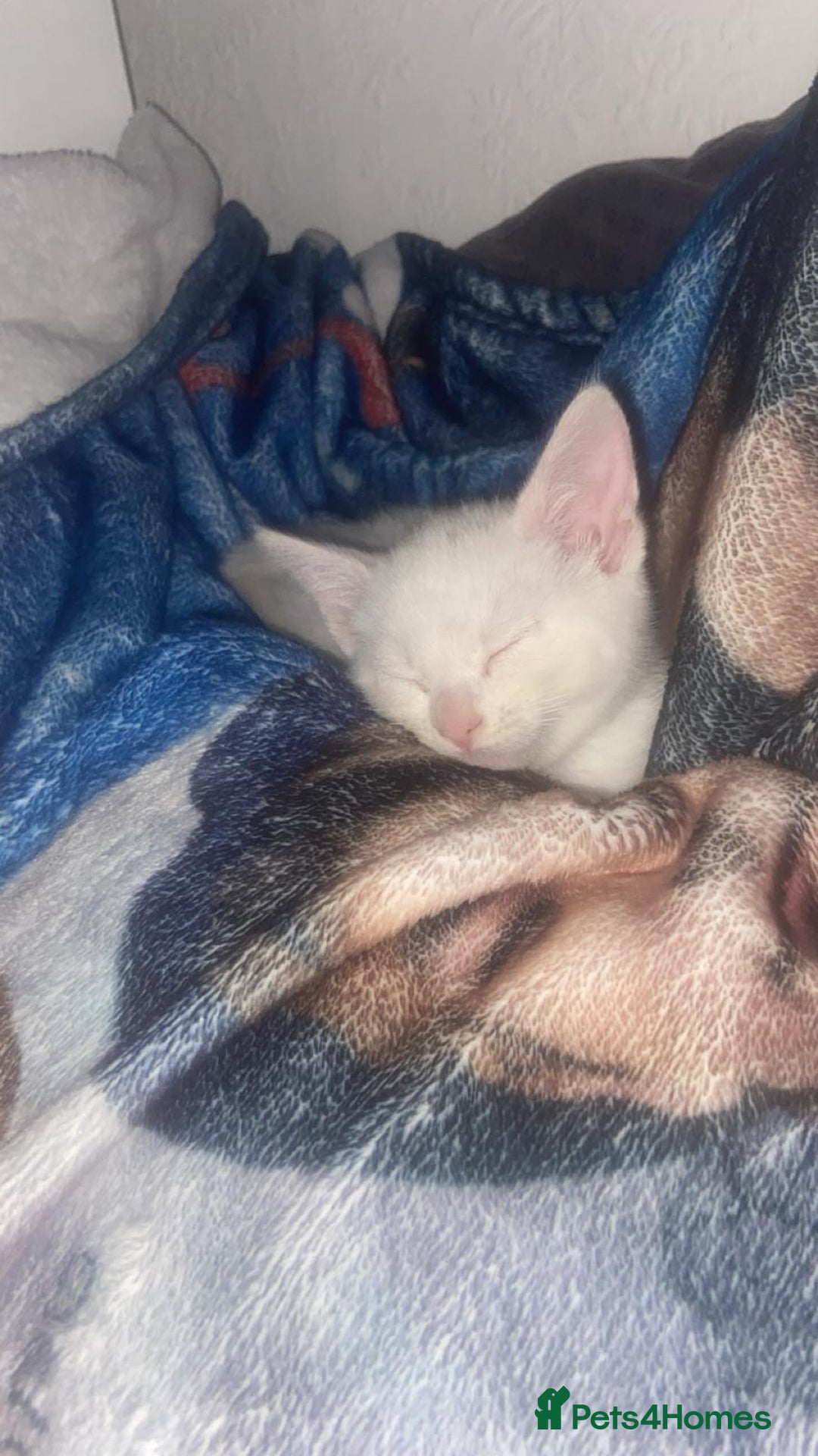 Mixed Breed cats for sale: 3 Stunning female kittens ready for their new home - Advert 16