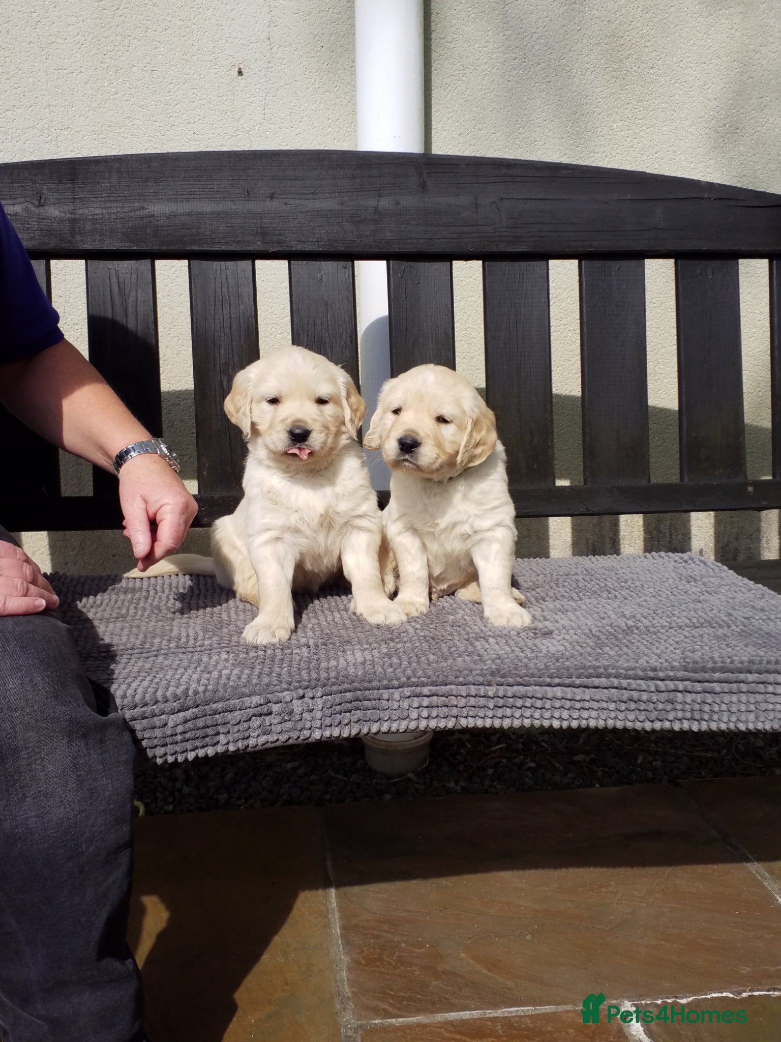 Golden Retriever dogs ** Last 2 little boys to choose** - Advert 2
