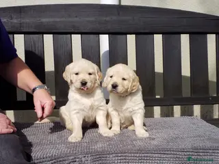 Golden Retriever dogs ** Last 2 little boys to choose** - Advert 2