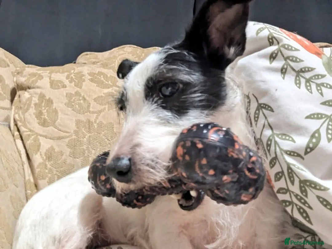 Jack Russell dogs for sale: Bella - Advert 1