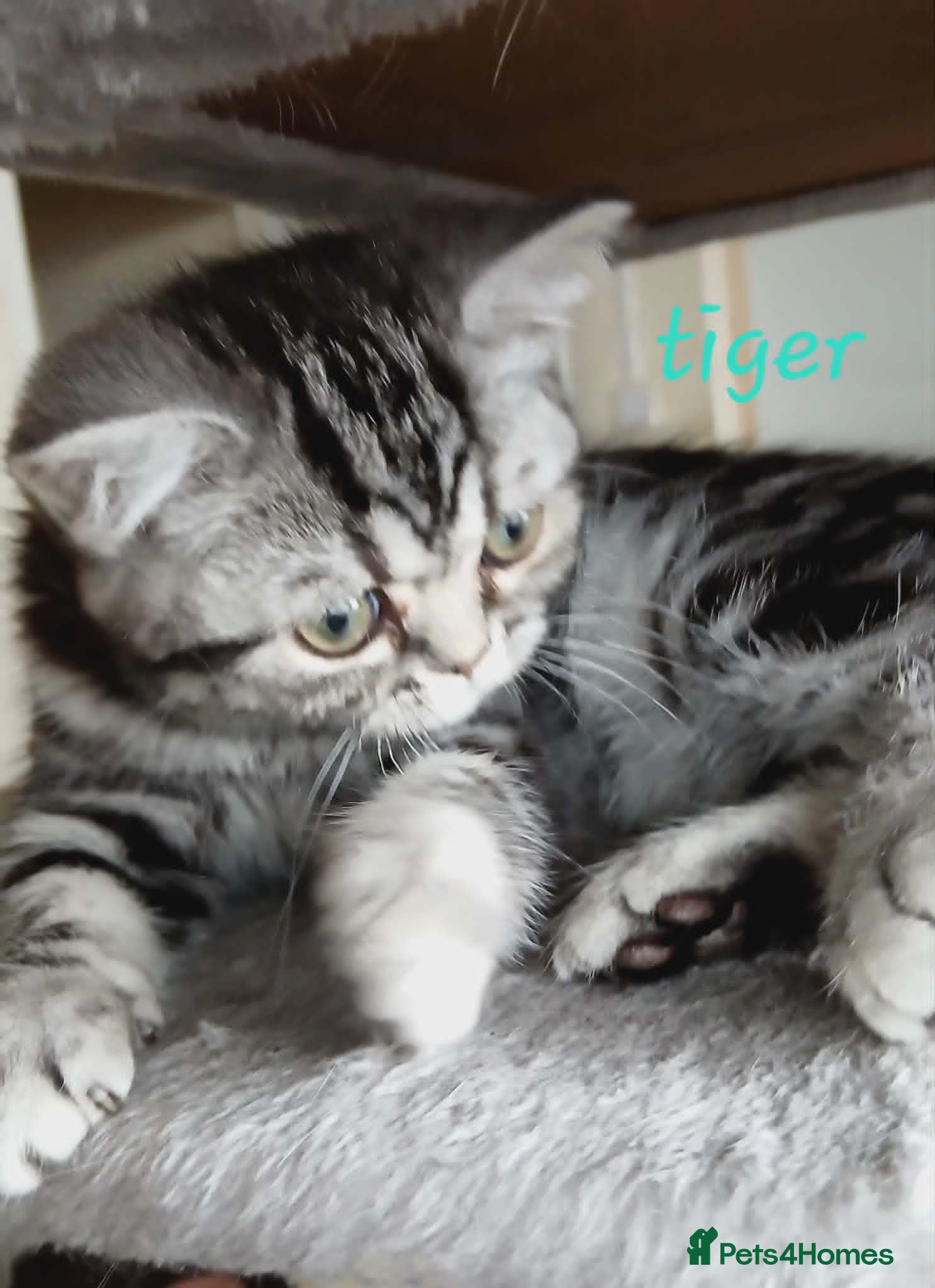 British Shorthair cats for sale: Bsh. Silver Classic Tabby . - Advert 4