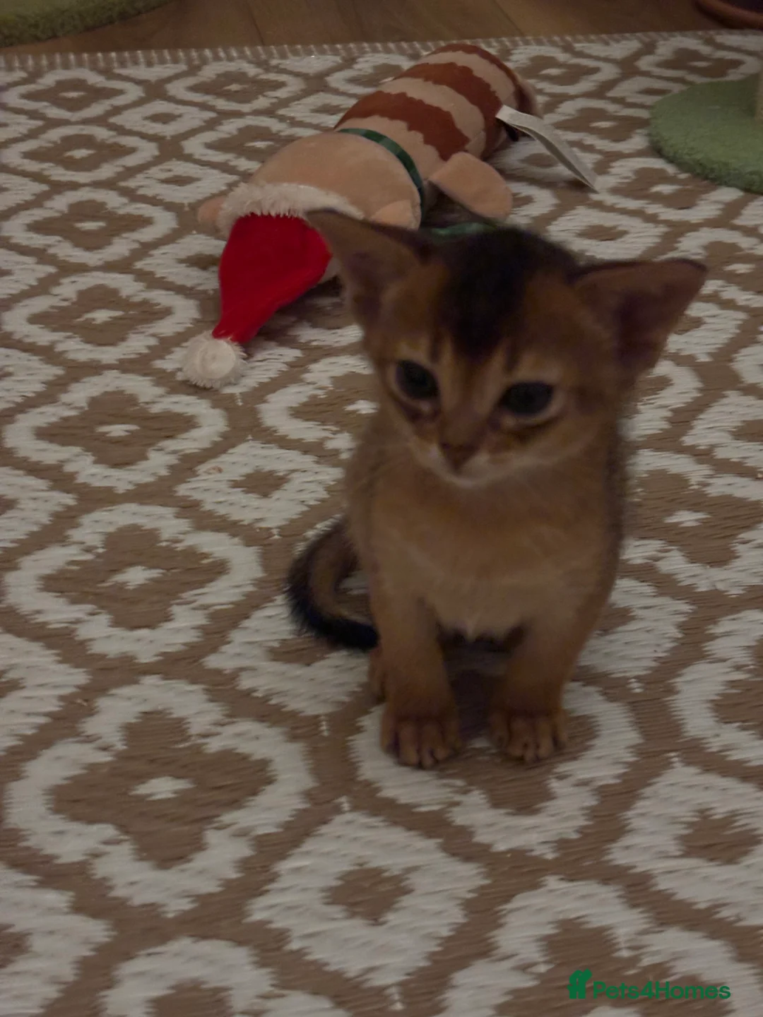 Abyssinian cats for sale: Two Abyssinian kittens !!! - Advert 5