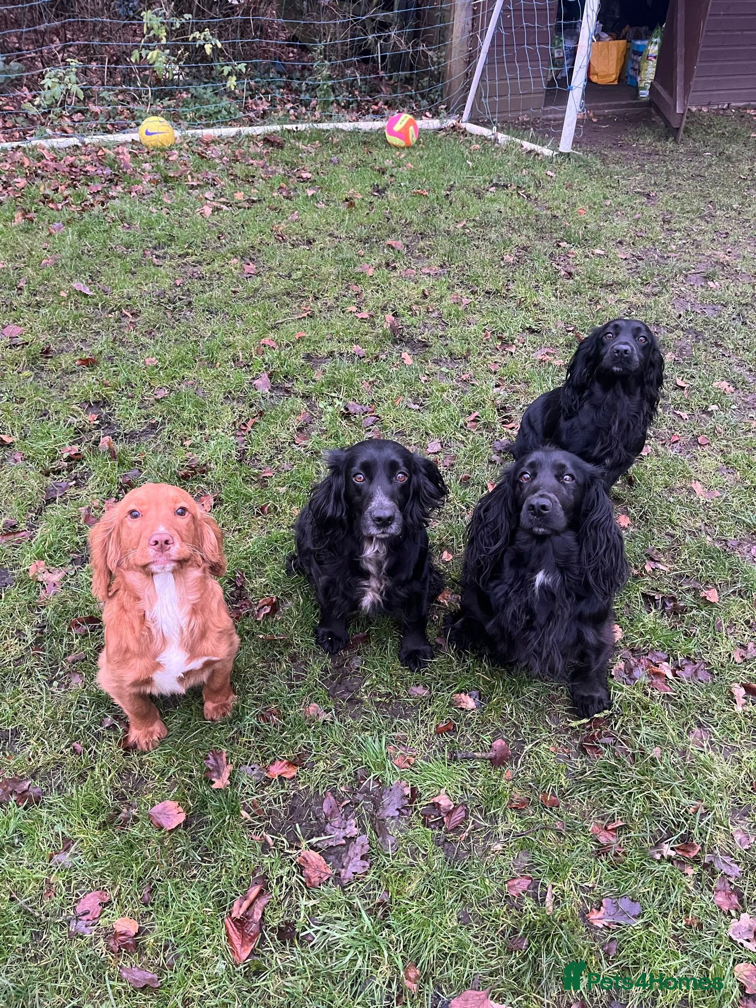 Cocker Spaniel dogs Kc registered Working cocker spaniel puppies  - Advert 3