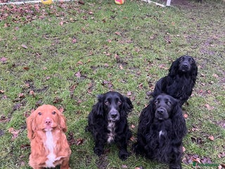 Cocker Spaniel dogs Kc registered Working cocker spaniel puppies - Advert 4
