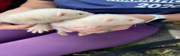 Ferret rodents for sale: 2 litters of ferret kits for sale in Holyhead - Advert 5