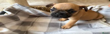 French Bulldog 3