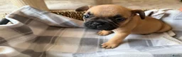 French Bulldog dogs for sale: Beautiful French bulldog puppies  - Advert 5