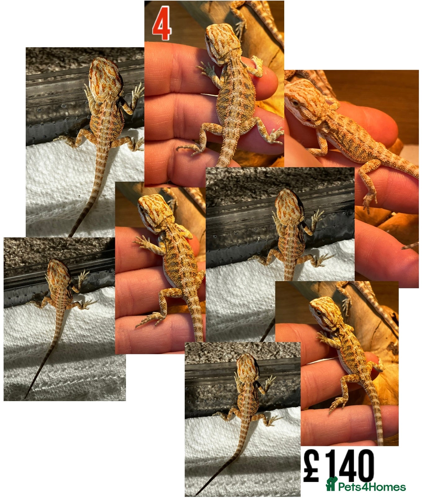 Bearded Dragon reptiles for sale: Baby Bearded Dragons For Sale! - Advert 7