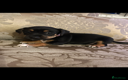 Jack Russell dogs for sale: Miniature jack Russell puppies  in Ashford - Image 11
