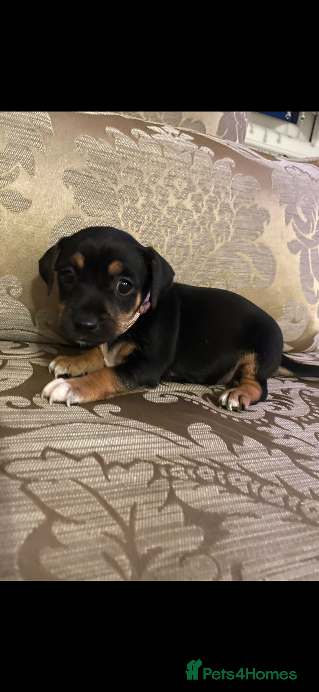 Jack Russell dogs for sale: Miniature jack Russell puppies  in Ashford - Image 11