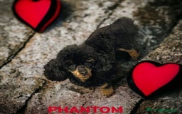 Toy Poodle dogs for sale: Beautiful Toy Poodle Puppies for Sale - Image 15