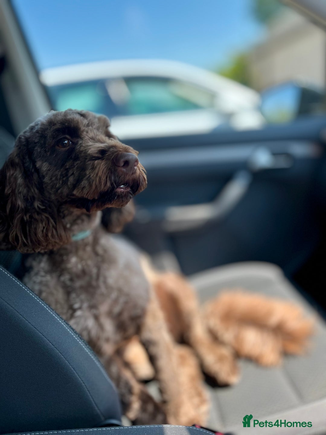 Cockapoo dogs for sale: Conkers needs a new home - Image 3