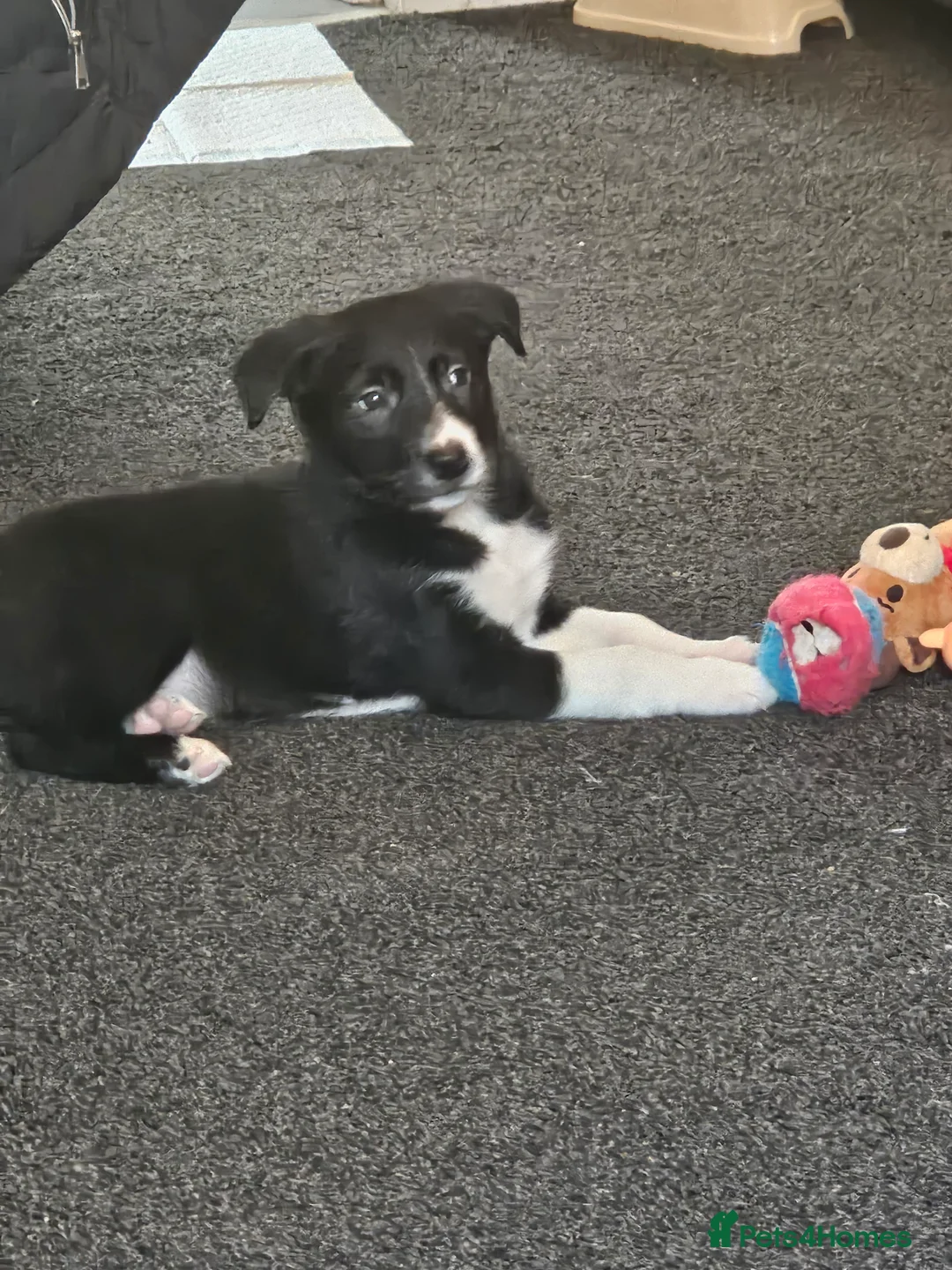 Border Collie dogs for sale: Male border collie in Clydebank - Advert 1