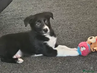 Border Collie dogs Male border collie in Clydebank - Advert 3