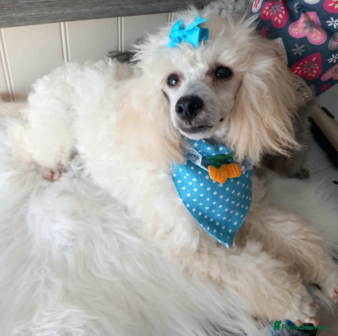 Toy Poodle dogs for sale: *REDUCED*1 WHITE BOY, 1 BLACK GIRL TOY POODLES in Colwyn Bay - Image 23
