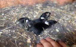 Netherland Dwarf rabbits for sale: Netherland rabbits available - Image 5