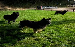 German Shepherd dogs for sale: OLD FASHION GSD PUPPIES DUE 8TH OCTOBER  - Image 10