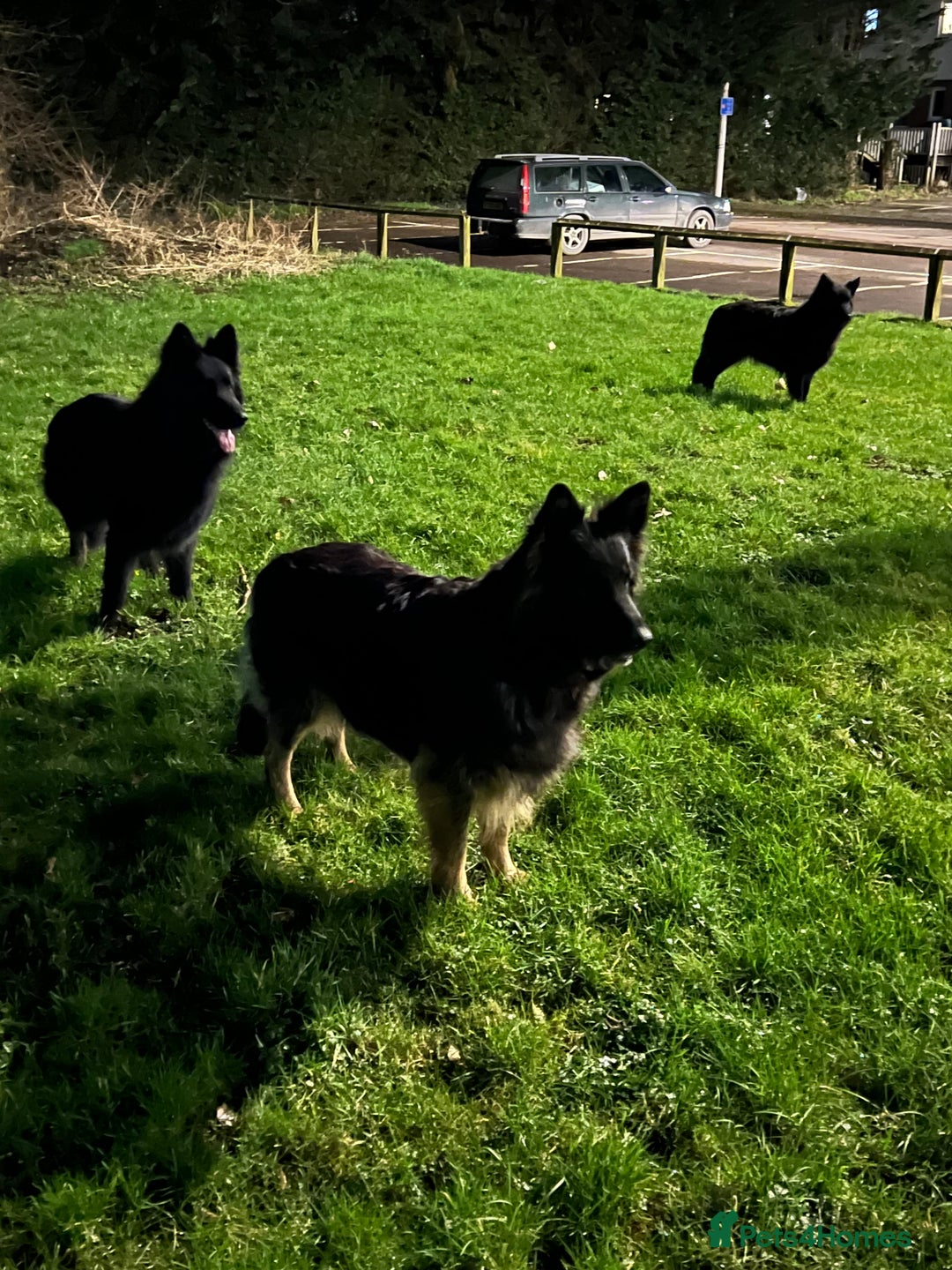 German Shepherd dogs for sale: OLD FASHION GSD PUPPIES DUE 8TH OCTOBER  - Image 10