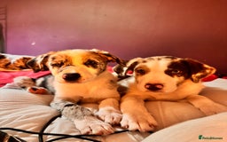 Border Collie dogs for sale: Border collie pups - Image 4