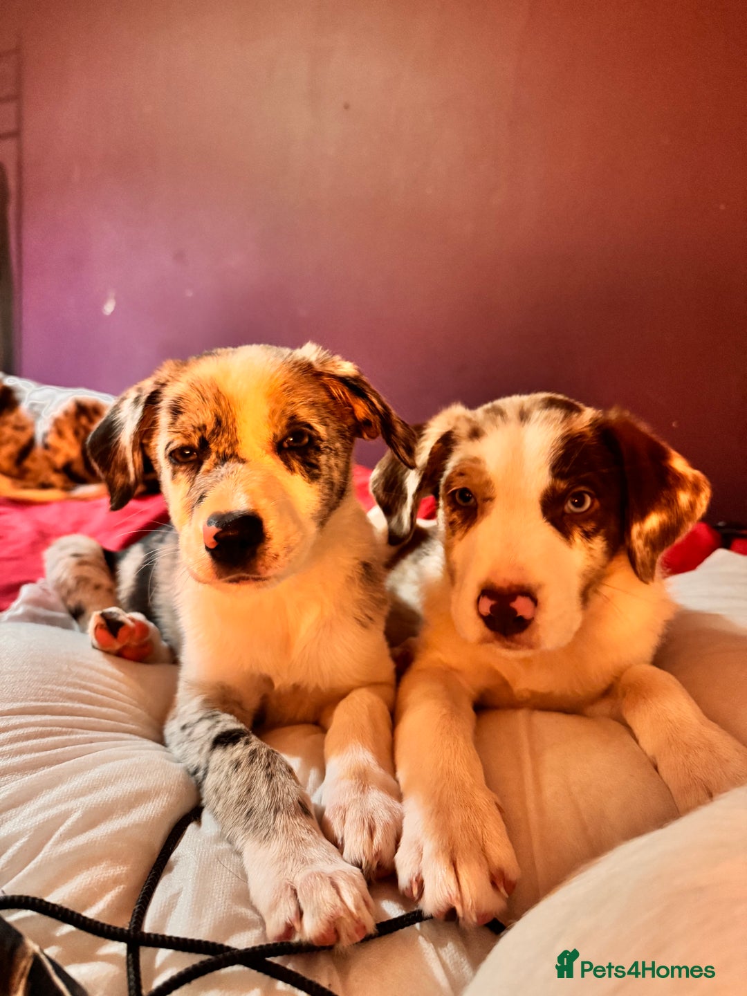 Border Collie dogs for sale: Border collie pups - Image 4